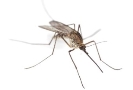 Результат пошуку зображень за запитом комар"